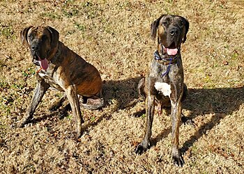 Little Rock Dog Walkers Rockin’ Paws