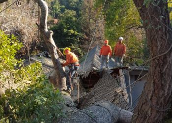 Burbank Tree Services Rock's Tree & Hillside Service Inc