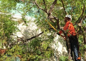 Burbank Tree Services Rock's Tree & Hillside Service Inc