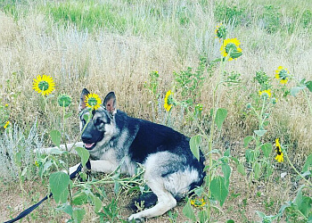 Rocky Mountain Dog Walkers Colorado Springs Dog Walkers