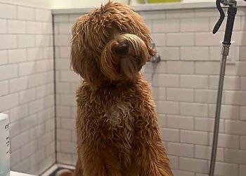 Houston Pet Grooming Rocky and Maggie's