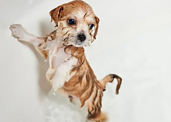 Houston Pet Grooming Rocky and Maggie's