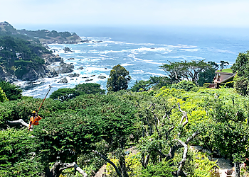 Salinas Tree Services Rodriguez Tree Service LLC