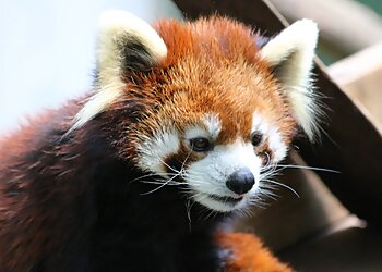 Providence Places To See Roger Williams Park Zoo