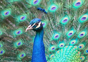 Providence Places To See Roger Williams Park Zoo