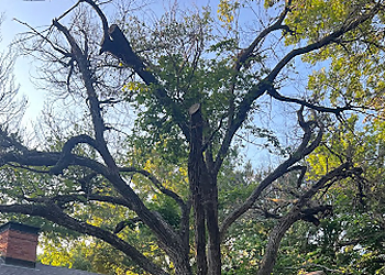 Wichita Falls Tree Services Romero Tree Service