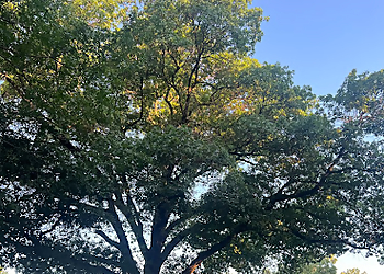 Romero Tree Service Wichita Falls Tree Services image 1