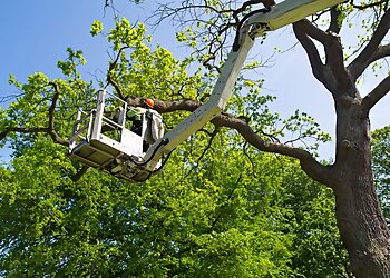 Riverside Tree Services Romero’s Tree Service