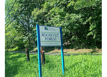 Roosevelt Forest
