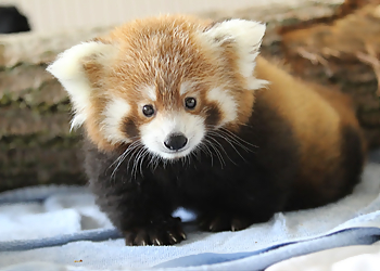 Syracuse Places To See Rosamond Gifford Zoo