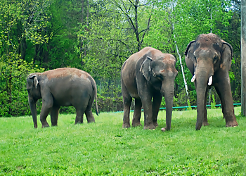 Syracuse Places To See Rosamond Gifford Zoo