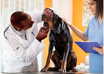 3 Best Veterinary Clinics in Elizabeth, NJ - Expert Recommendations