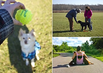 Louisville Dog Training Rosie Dane Dog Training