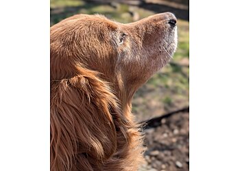 Indianapolis Dog Walkers Royal Paws Pet Sitting LLC