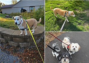 Indianapolis Dog Walkers Royal Paws Pet Sitting LLC