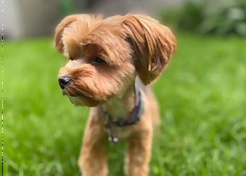 Minneapolis Pet Grooming Royal Pet Beauty Shop