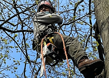 Elizabeth Tree Services Royal Tree Service