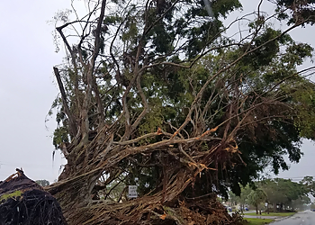 Hollywood Tree Services Royal Tree Service and Landscaping