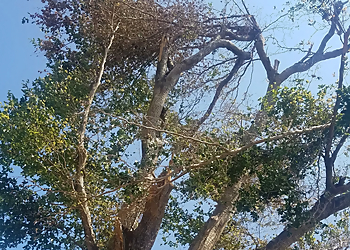 Hollywood Tree Services Royal Tree Service and Landscaping