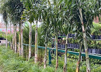 Laredo Landscaping Companies Roy's Palms Landscaping & Irrigation