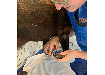 Seattle Pet Grooming Rub-A-Dub Dog