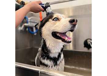 Ruff Haus Grooming - Costa Mesa, CA Pet Grooming - Service Highlights