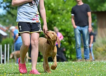 Tucson Dog Training Ruff House Dog Training