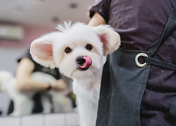 Cary Pet Grooming Ruff Housing Cary