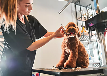 Cary Pet Grooming Ruff Housing Cary