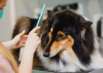 Greensboro Pet Grooming Ruff Housing Greensboro