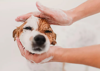 Greensboro Pet Grooming Ruff Housing Greensboro