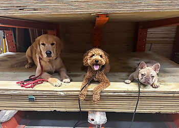 Ruff Rules - Fort Lauderdale, FL Dog Training - Service Image