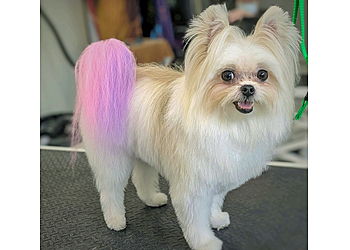 Madison Pet Grooming Rufus DuMonde Pet Salon