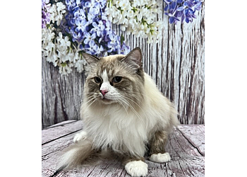 Madison Pet Grooming Rufus DuMonde Pet Salon