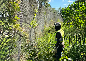 Brownsville Tree Services Ruiz’s Tree Trimming LLC