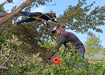 Brownsville Tree Services Ruiz’s Tree Trimming LLC