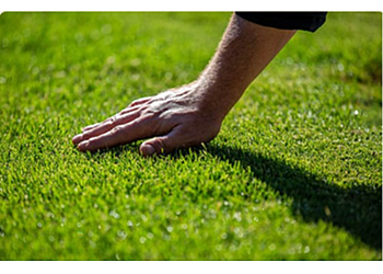 Ryno Lawn Care - Irving, TX Lawn Care Services - Project Image