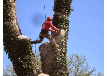 SAFETY Tree Service