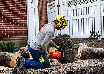 Cincinnati Tree Services S. B. Tree Service