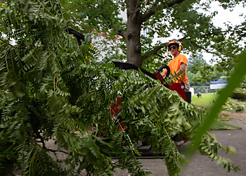 Cincinnati Tree Services S. B. Tree Service