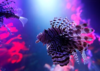 Sterling Heights Places To See SEA LIFE Michigan Aquarium