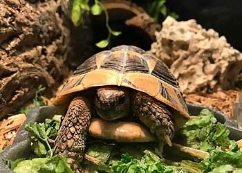 Sterling Heights Places To See SEA LIFE Michigan Aquarium