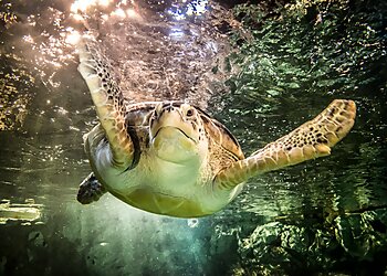 Minneapolis Places To See SEA LIFE at Mall of America