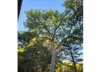 S&P Tree Service - Grand Prairie, TX Tree Services - Service Image