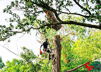 S&P Tree Service - Grand Prairie, TX Tree Services - Outdoor Work Image