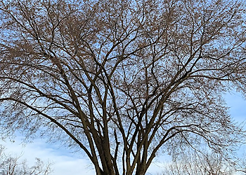 Dayton Tree Services S & S Property Maintenance