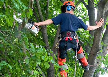 Dayton Tree Services S & S Property Maintenance
