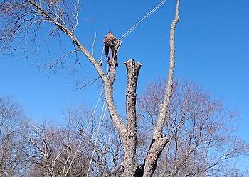 S & S Property Maintenance Dayton Tree Services image 1
