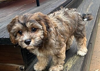 Sacramento Veterinary Clinics Sacramento Animal Hospital