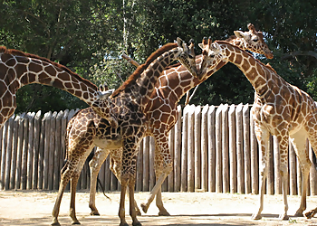 Sacramento Places To See Sacramento Zoo